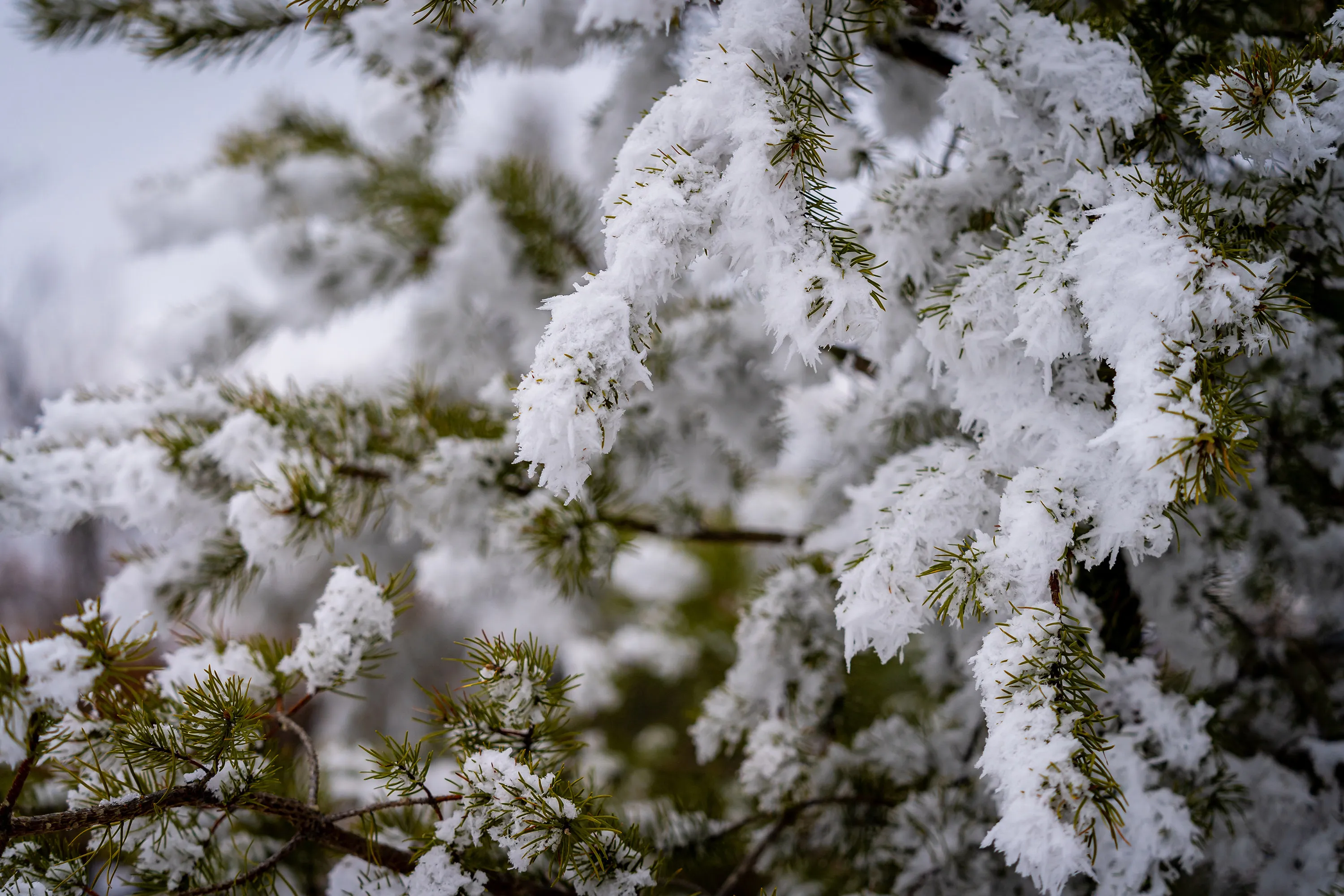 Close up of snow on pine tree