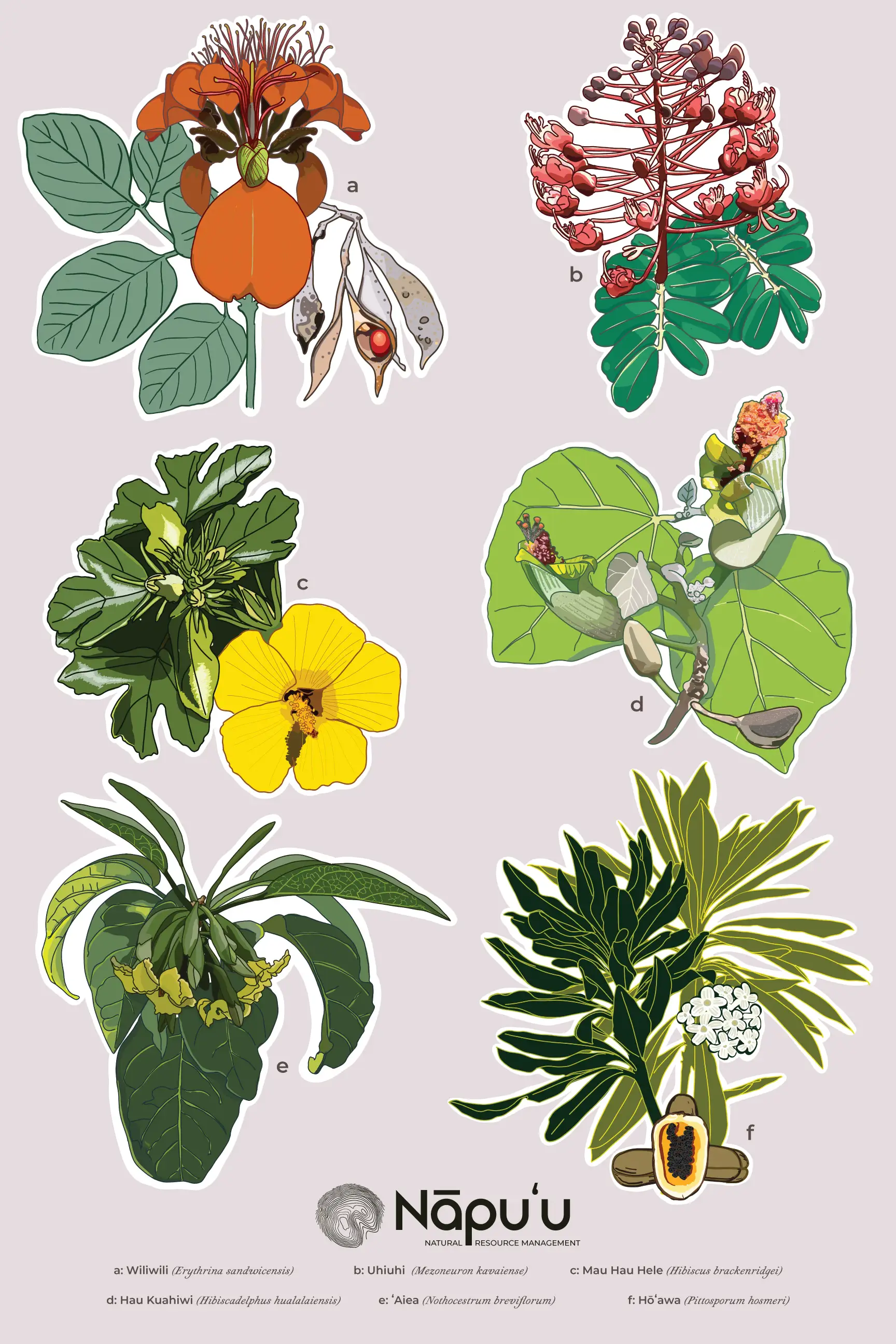 Illustration of 6 native hawaiian plants for Napuʻu Natural Resource Management