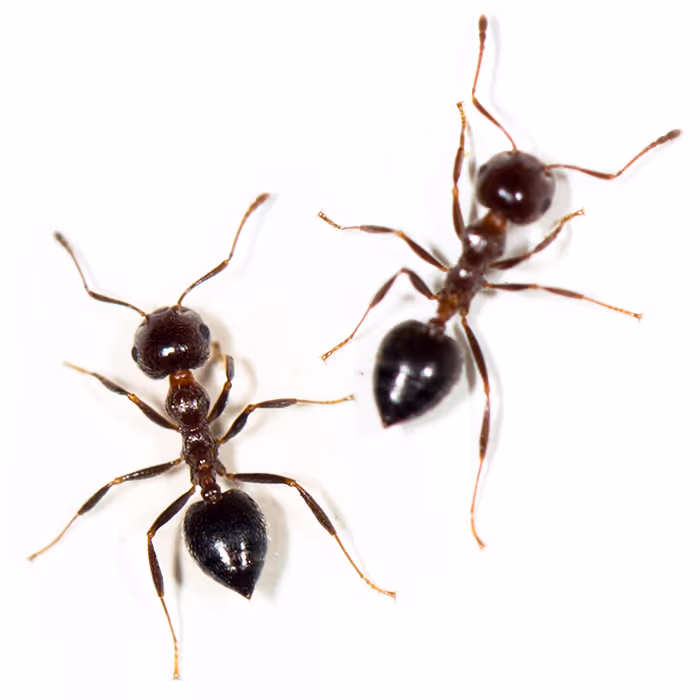 ants