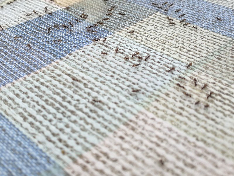 a few ants on a table