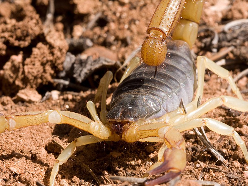 scorpion on the ground