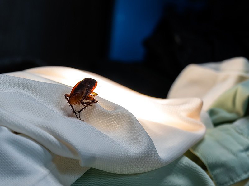 cockroach on a shirt