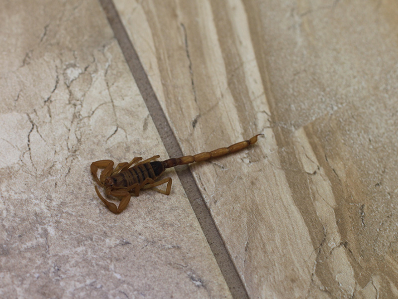 scorpion on floor
