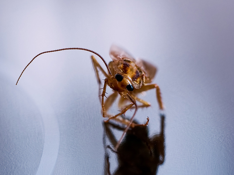 cockroach on glass table