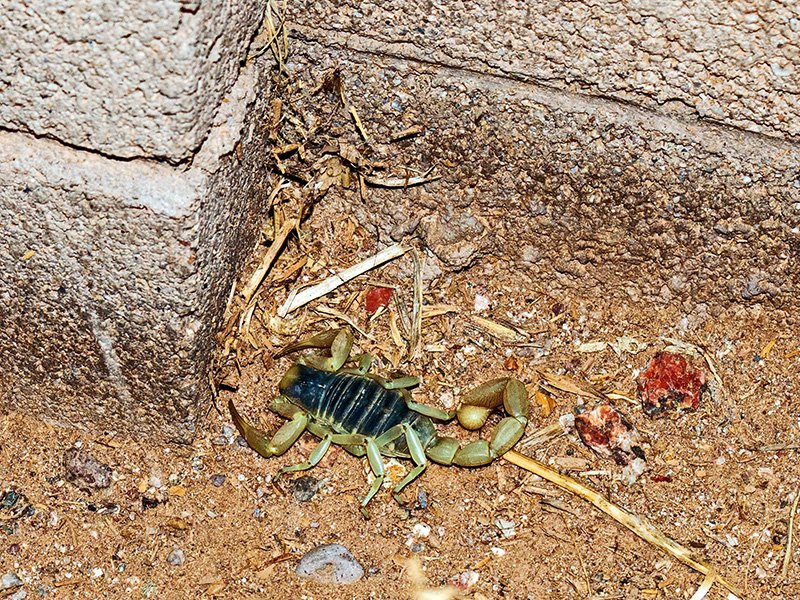 scorpion outside of home