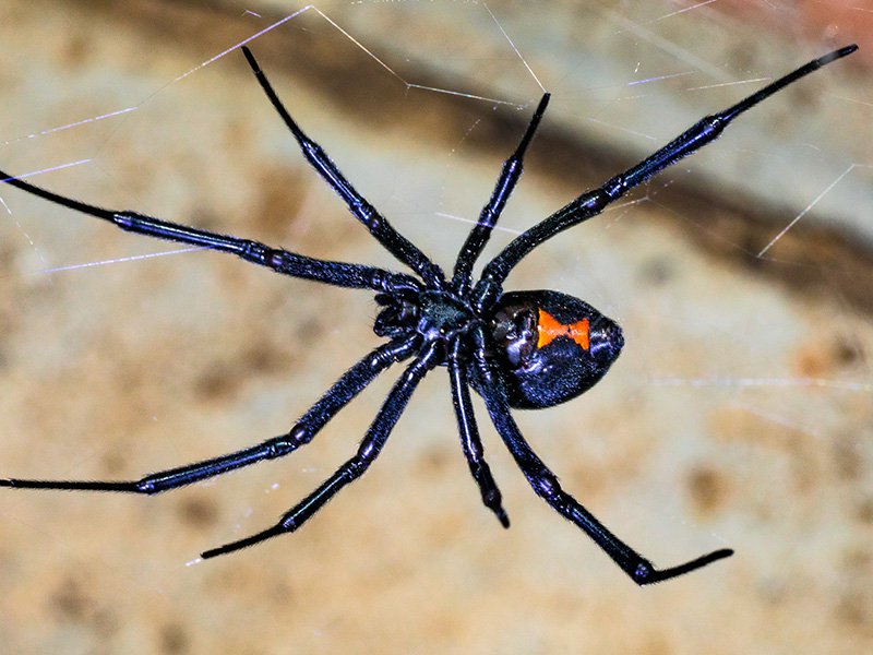black widow spider in garage of phoenix home