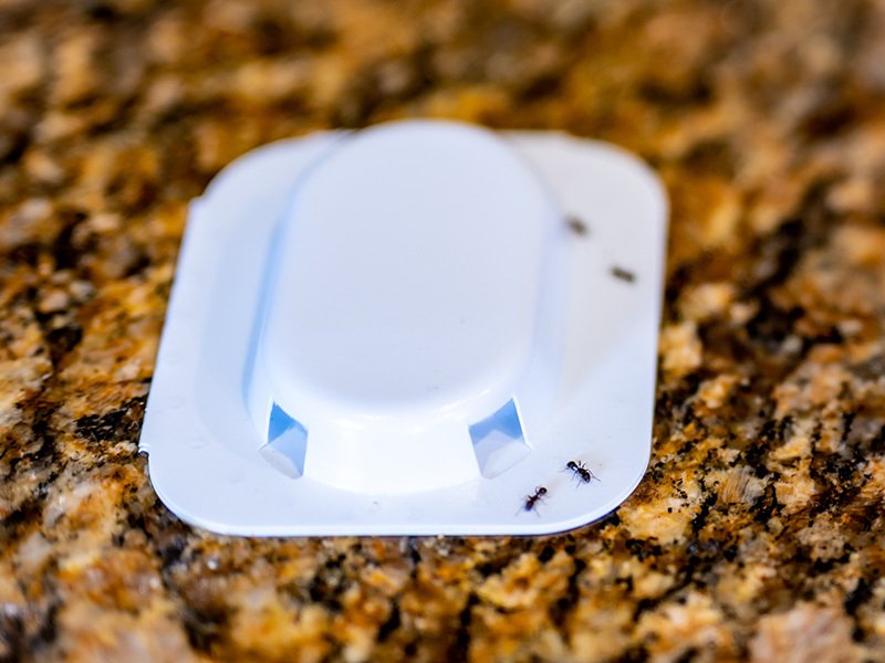 ants crawling on bait box