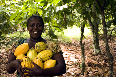 woman farmer harvesting cocoa