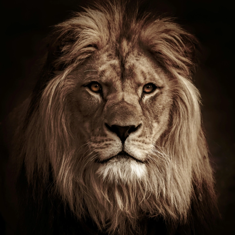 Male lion