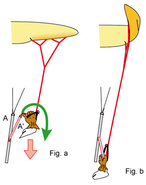 Illustration montrant le mettre en oeuvre des oreilles