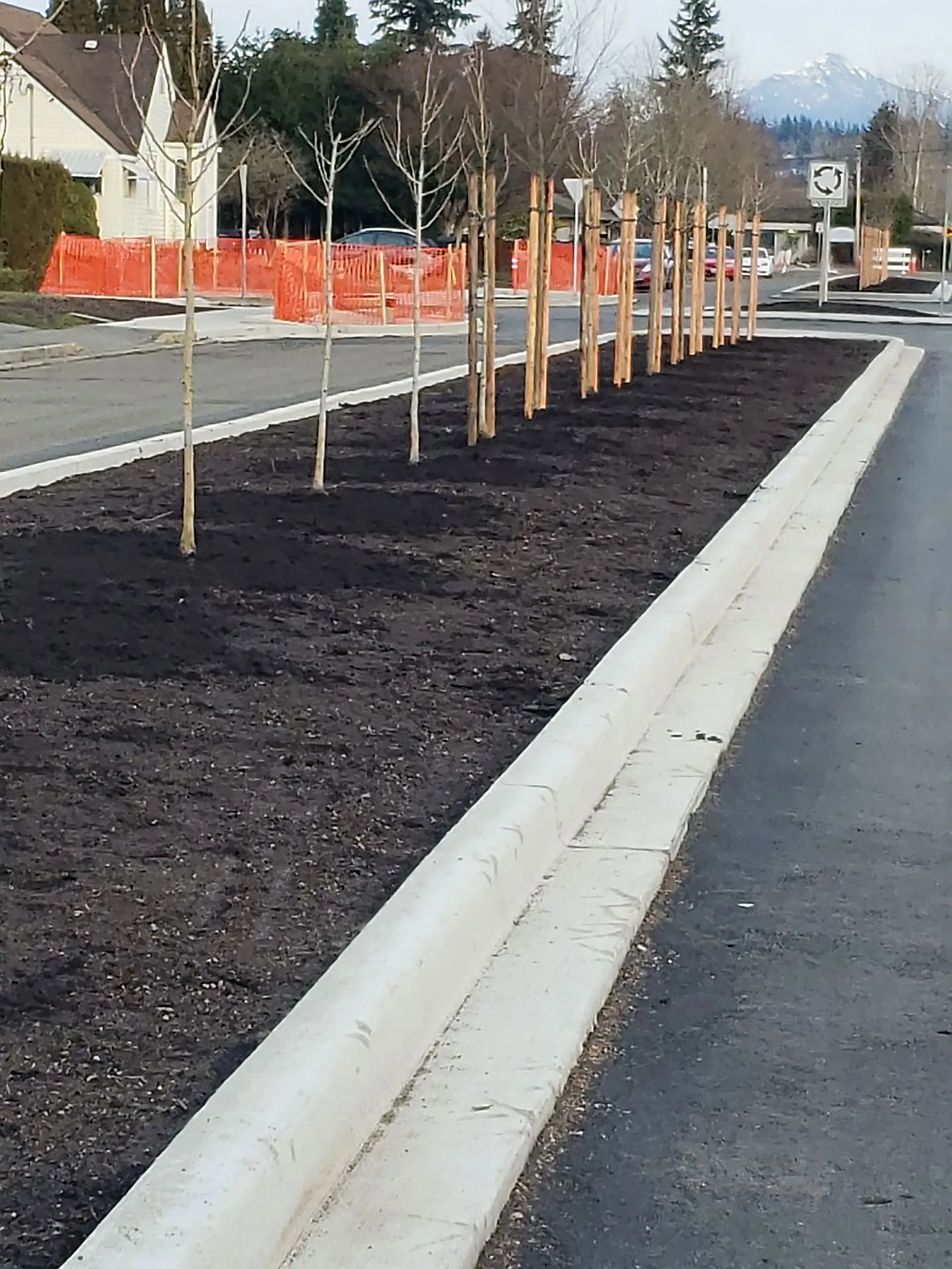 A row of trees in the middle of a street.