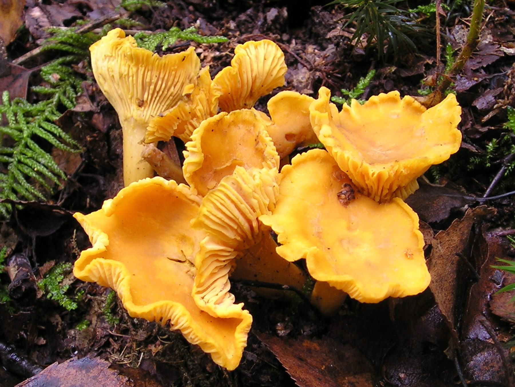 Chanterelles on the forest floor among leaf litter