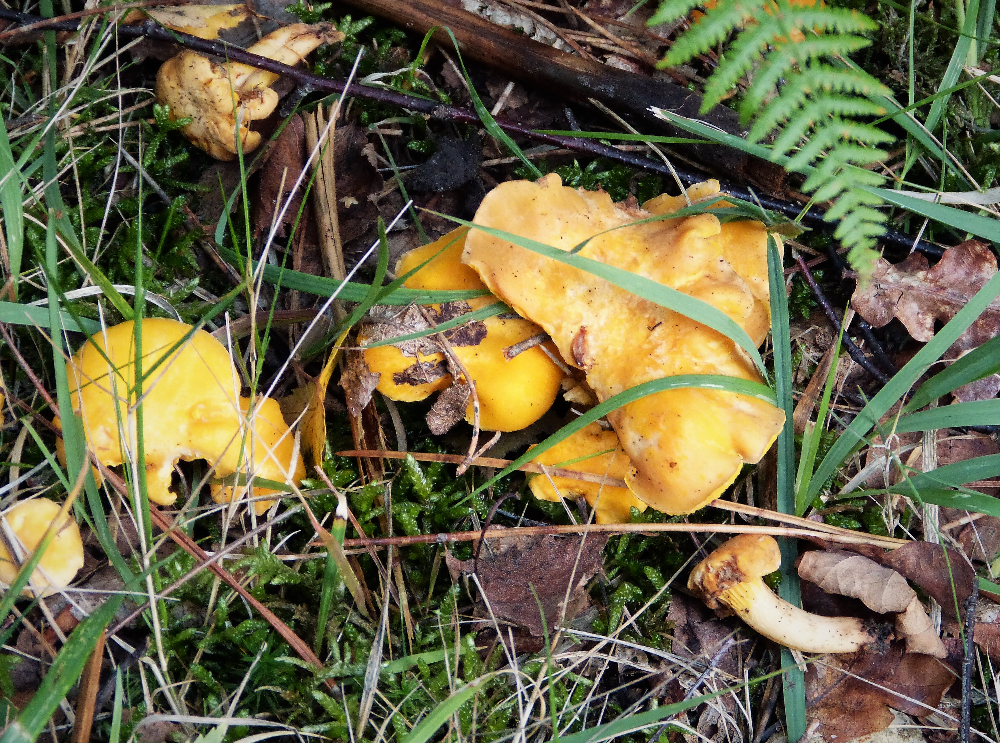 Chanterelles growing among moss and leaf litter