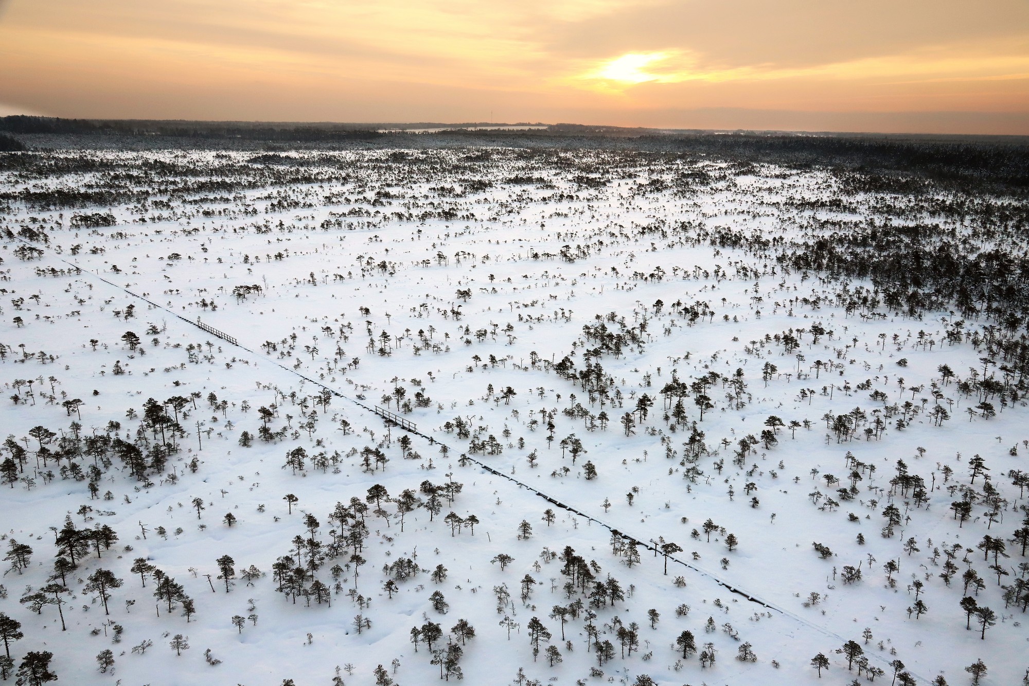 A boardwalk crossing Mannikjarve bog in the Endla Nature Reserve, Estonia
