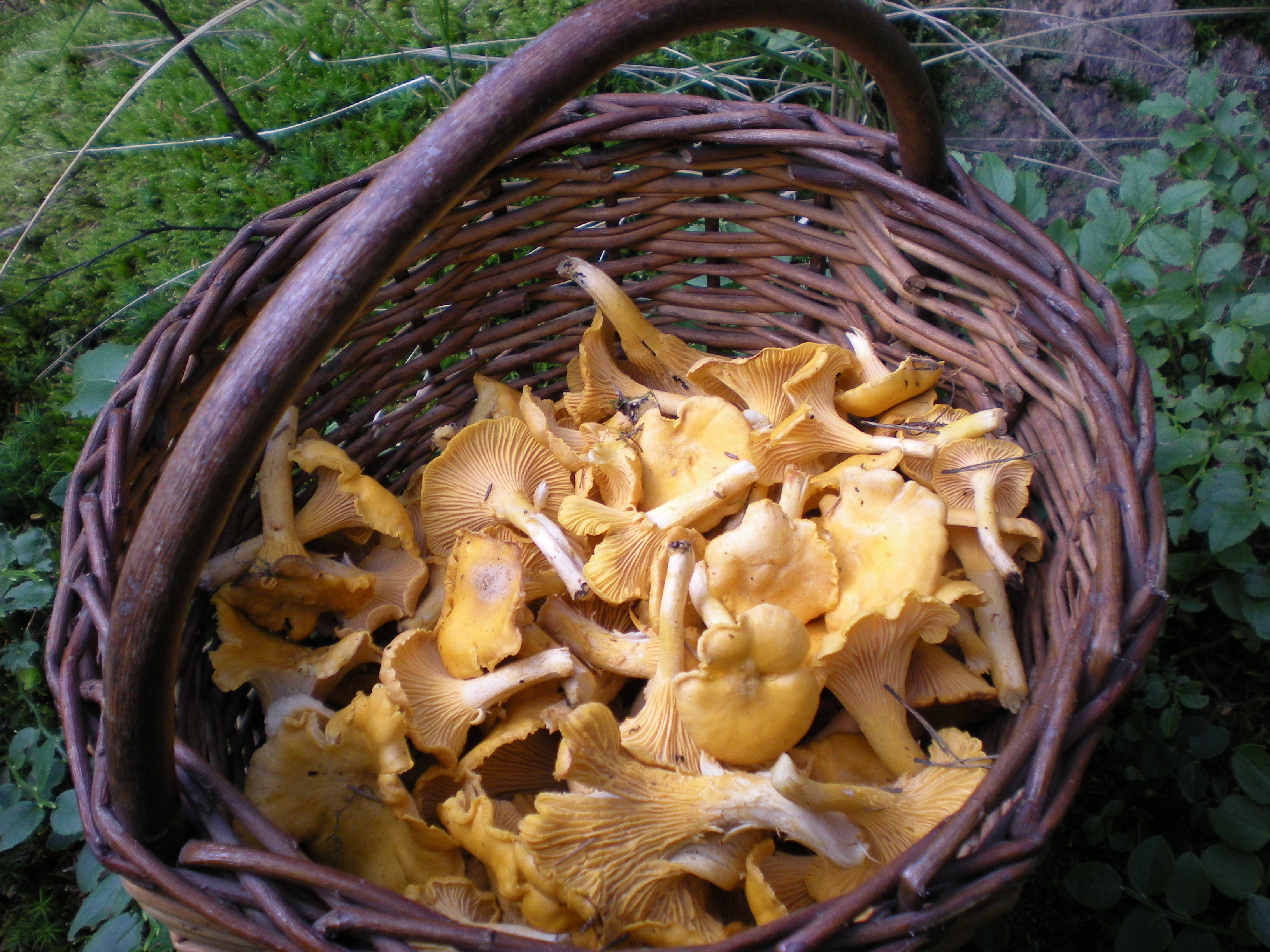 A basket of chanterelles gathered in the forest