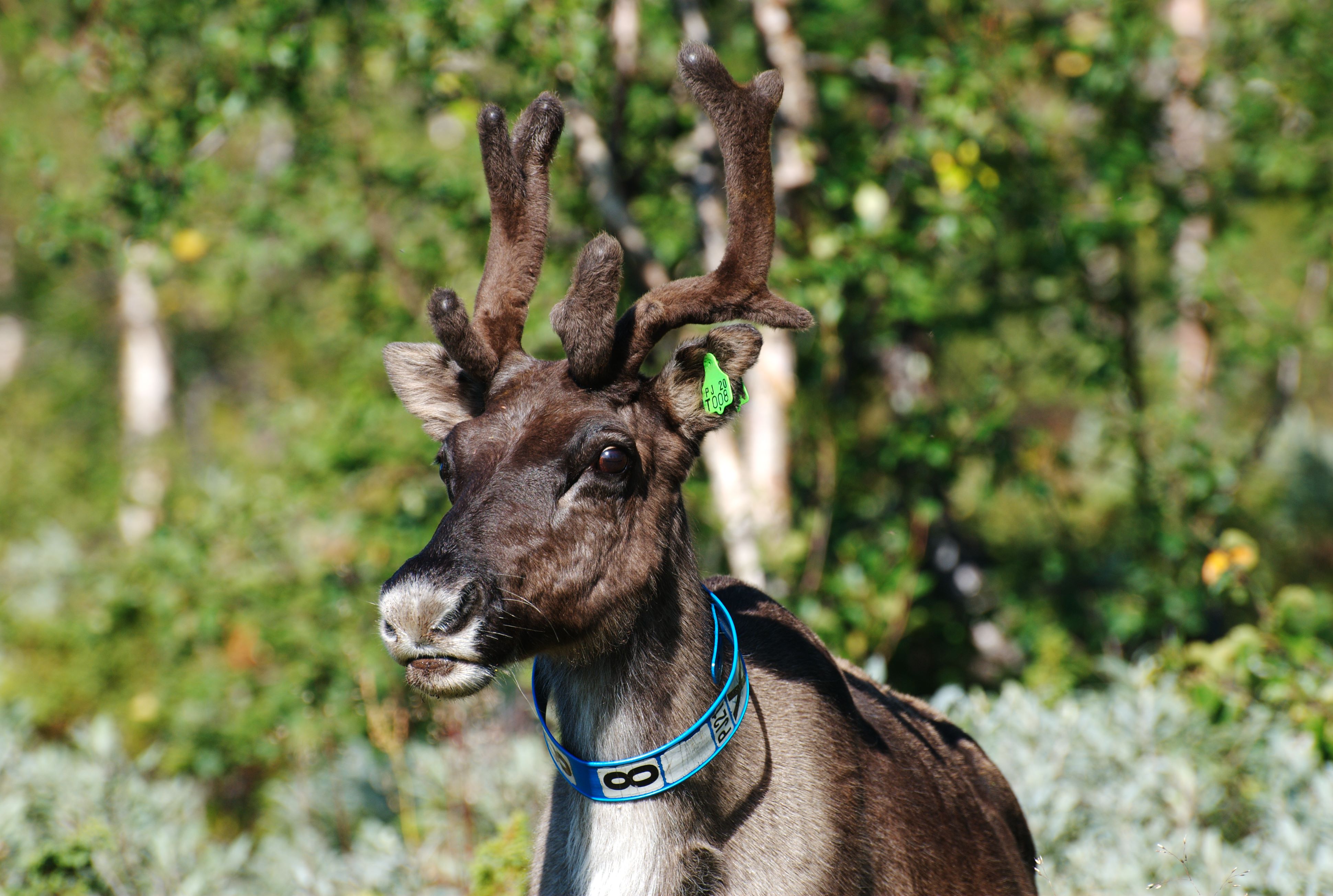 Reindeer on the move in northern Scandinavia