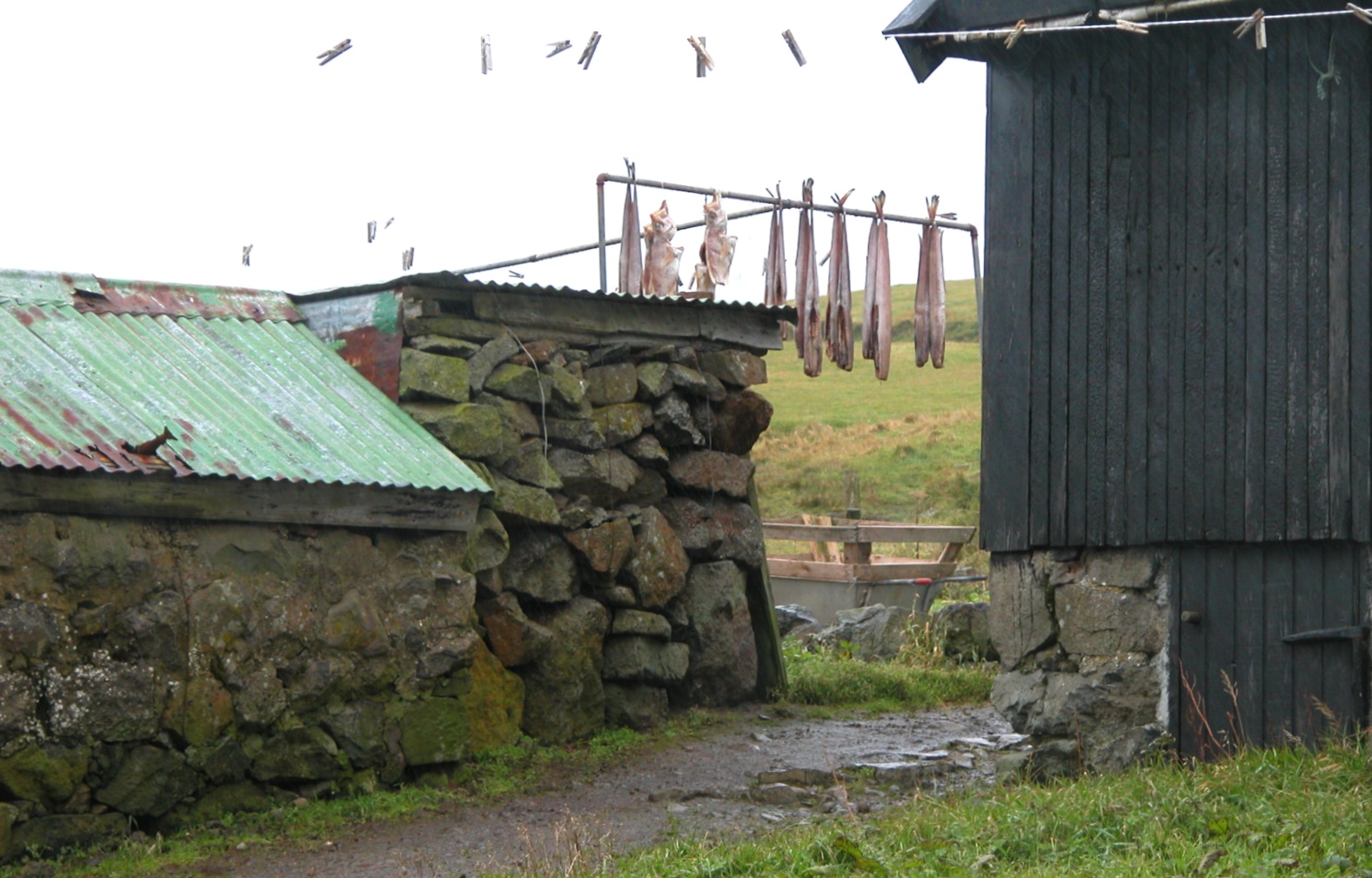 Stockfish, or dried cod, hanging in Gásadalur in the Faroe Islands