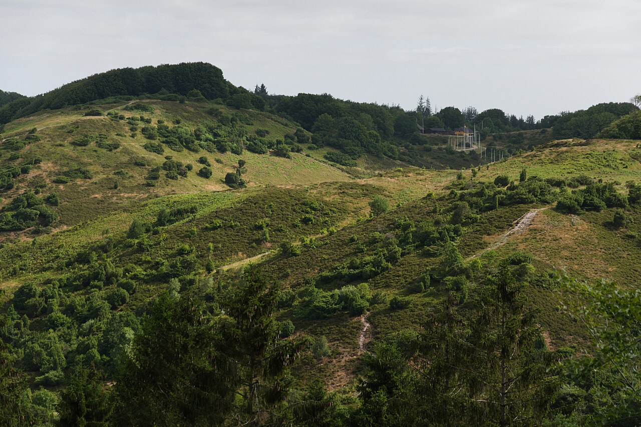 The heather hills of Rebild Bakker in Denmark