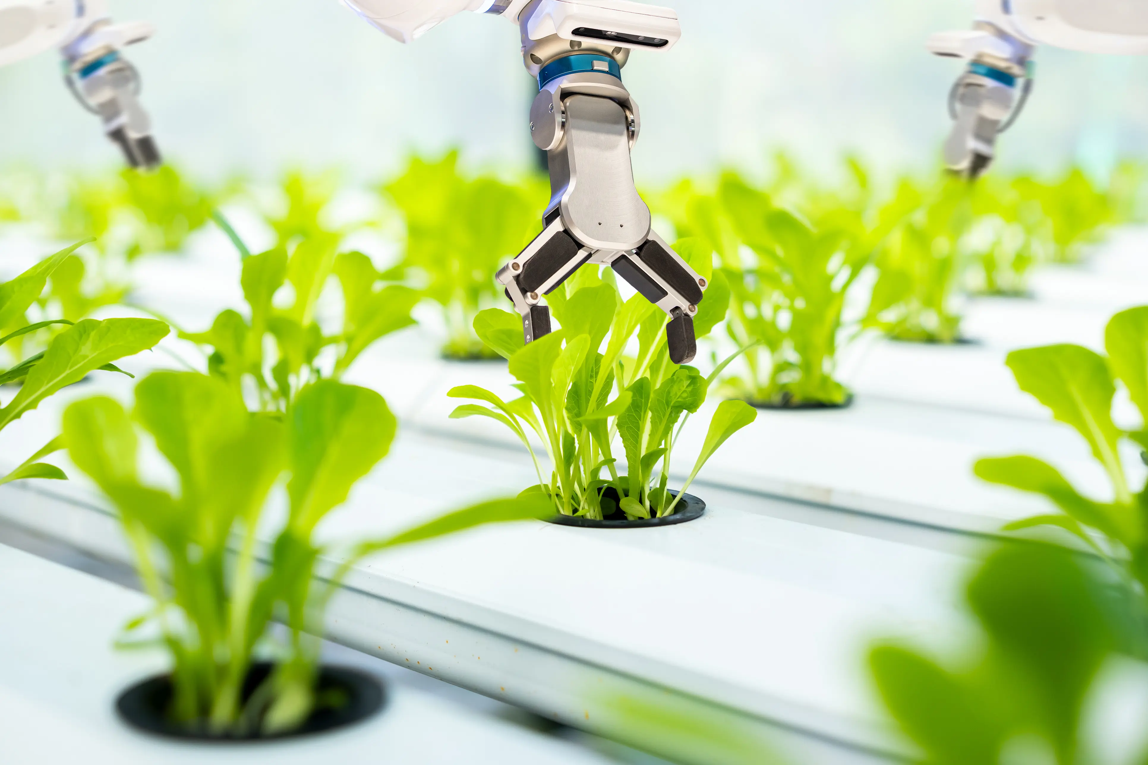 Robotic arm harvesting strawberries in a vertical farming facility, symbolising Elysium’s AI‑powered agriculture.