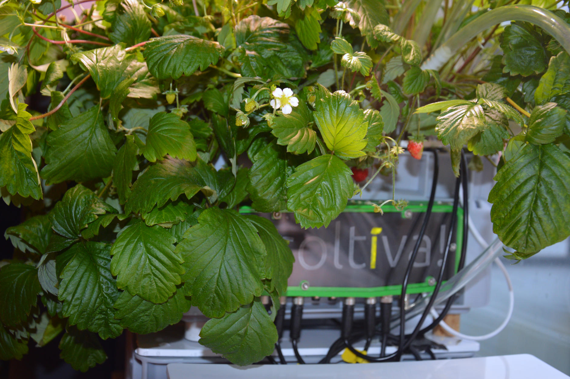 Alpine strawberry plants grow from a container. A Coltiva device is mounted to the side of the container. The leaves and berries partially cover the device.