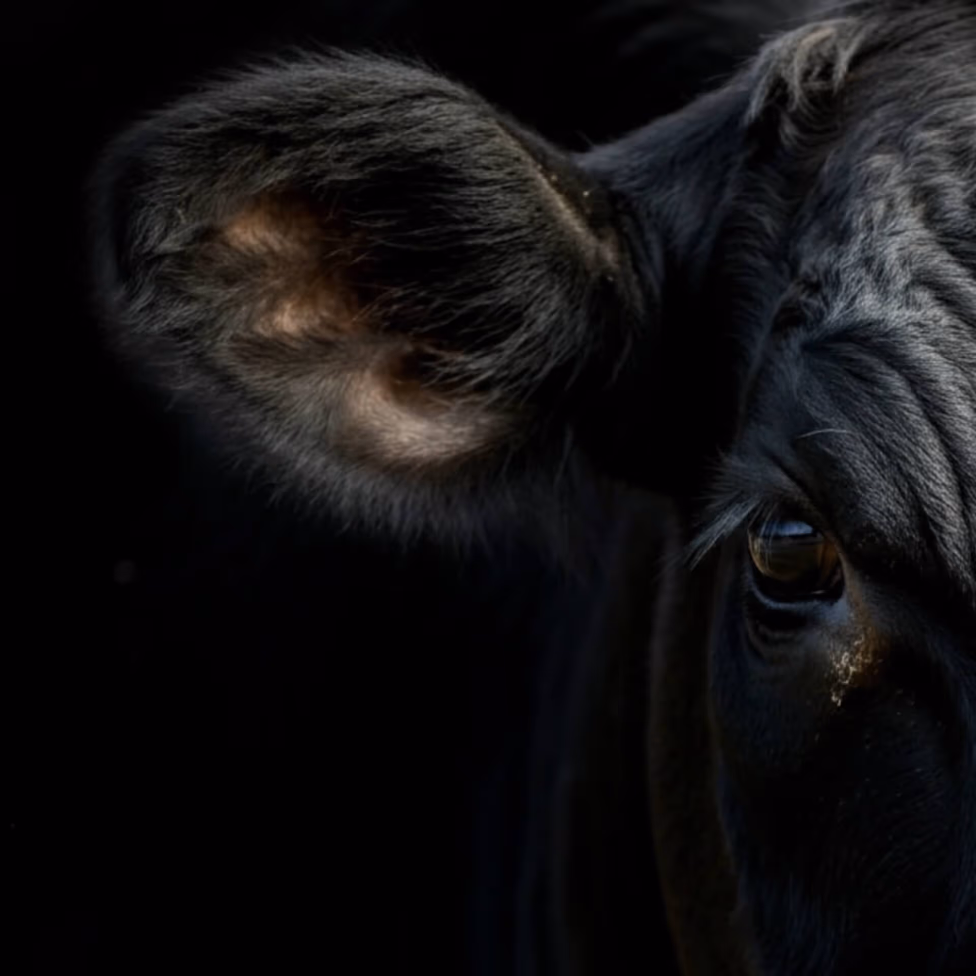Close‑up photograph of a black cow's head focusing on its ear and eye against a dark background.