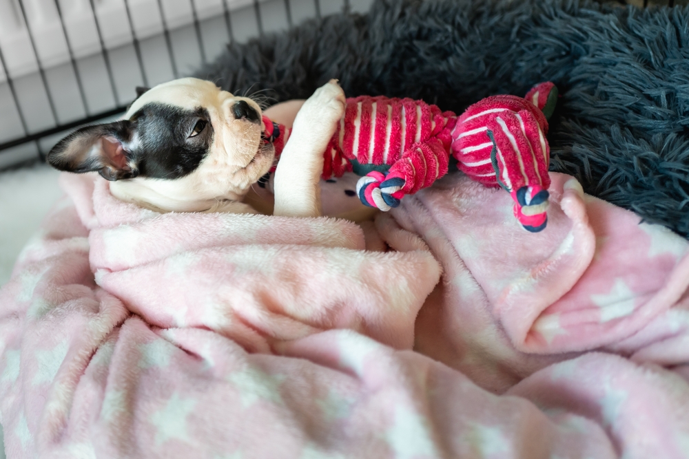 Blankets for Shelter Pets
