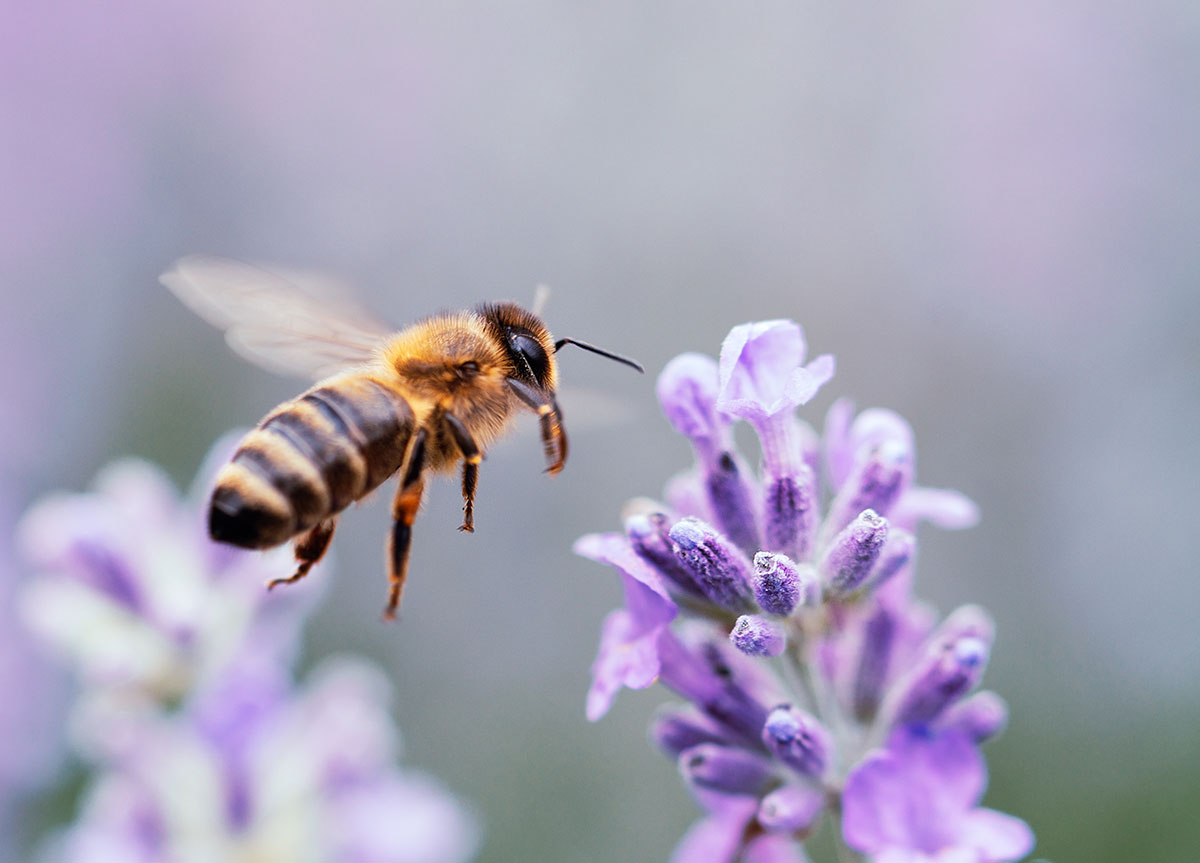 Planting for Pollinators