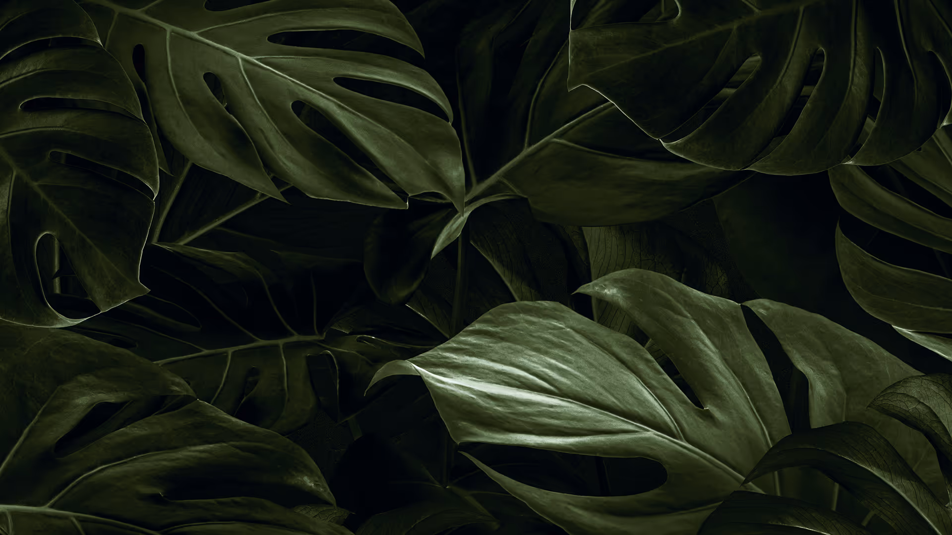 Dark green monstera leaves background