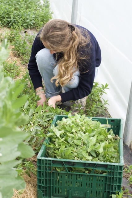 La menthe peut-elle remplacer le thé dans la kombucha ?