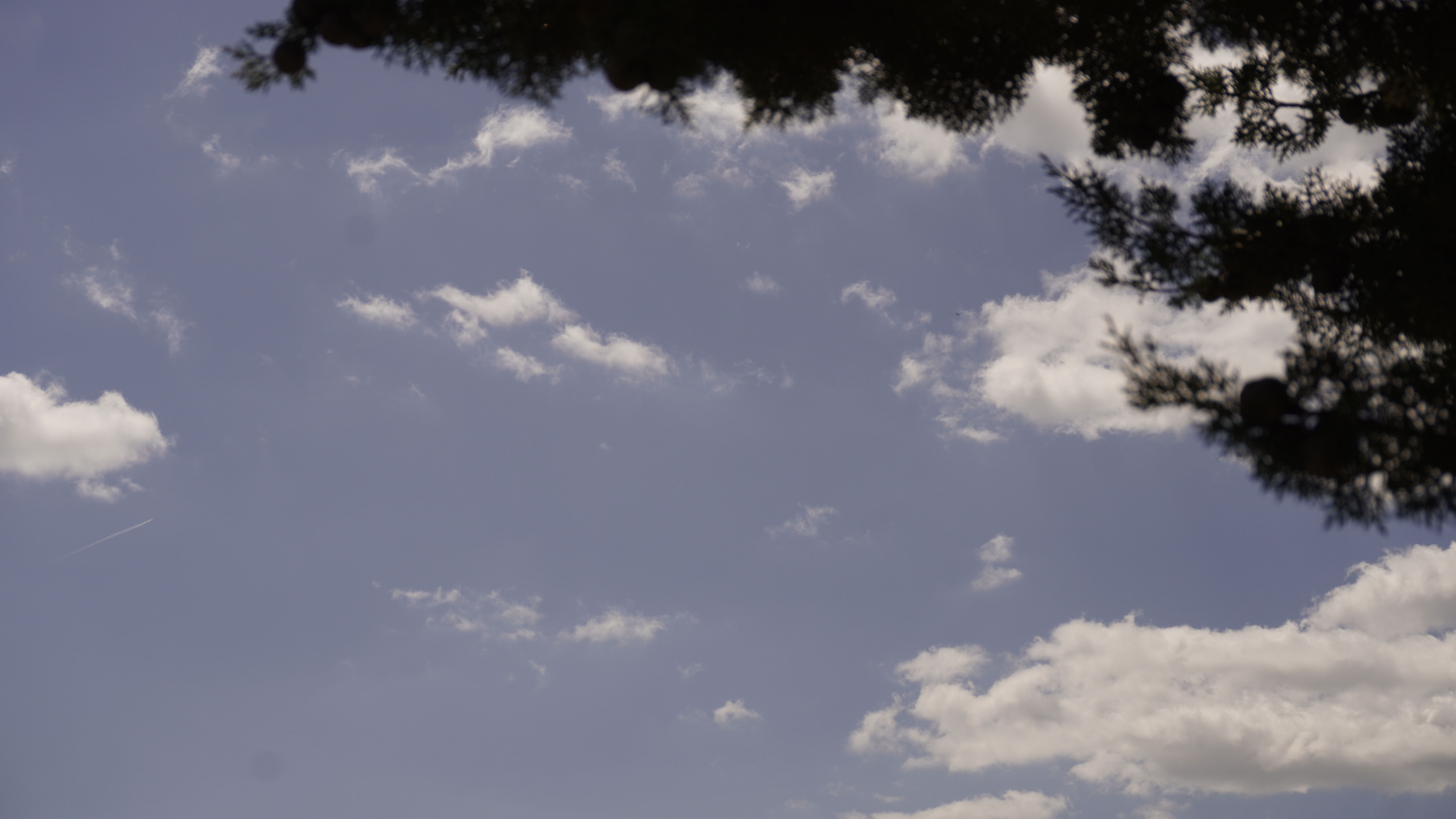 Closeup picture of grass in a field, water drops on top of it and light reflecting through shining in the lens with a sparkly glow