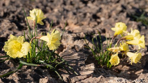 Closeup picture of grass in a field, water drops on top of it and light reflecting through shining in the lens with a sparkly glow