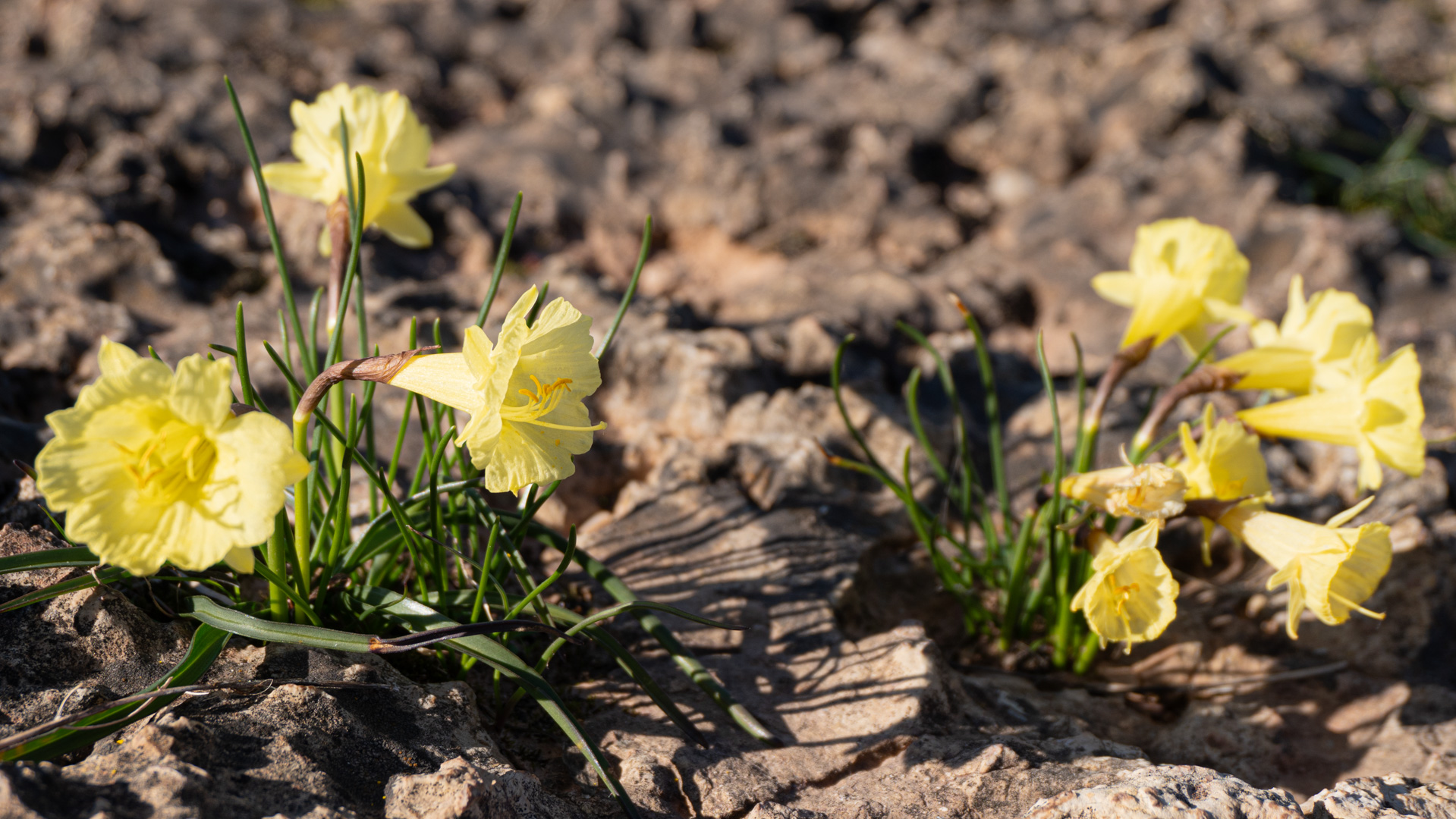 Closeup picture of grass in a field, water drops on top of it and light reflecting through shining in the lens with a sparkly glow