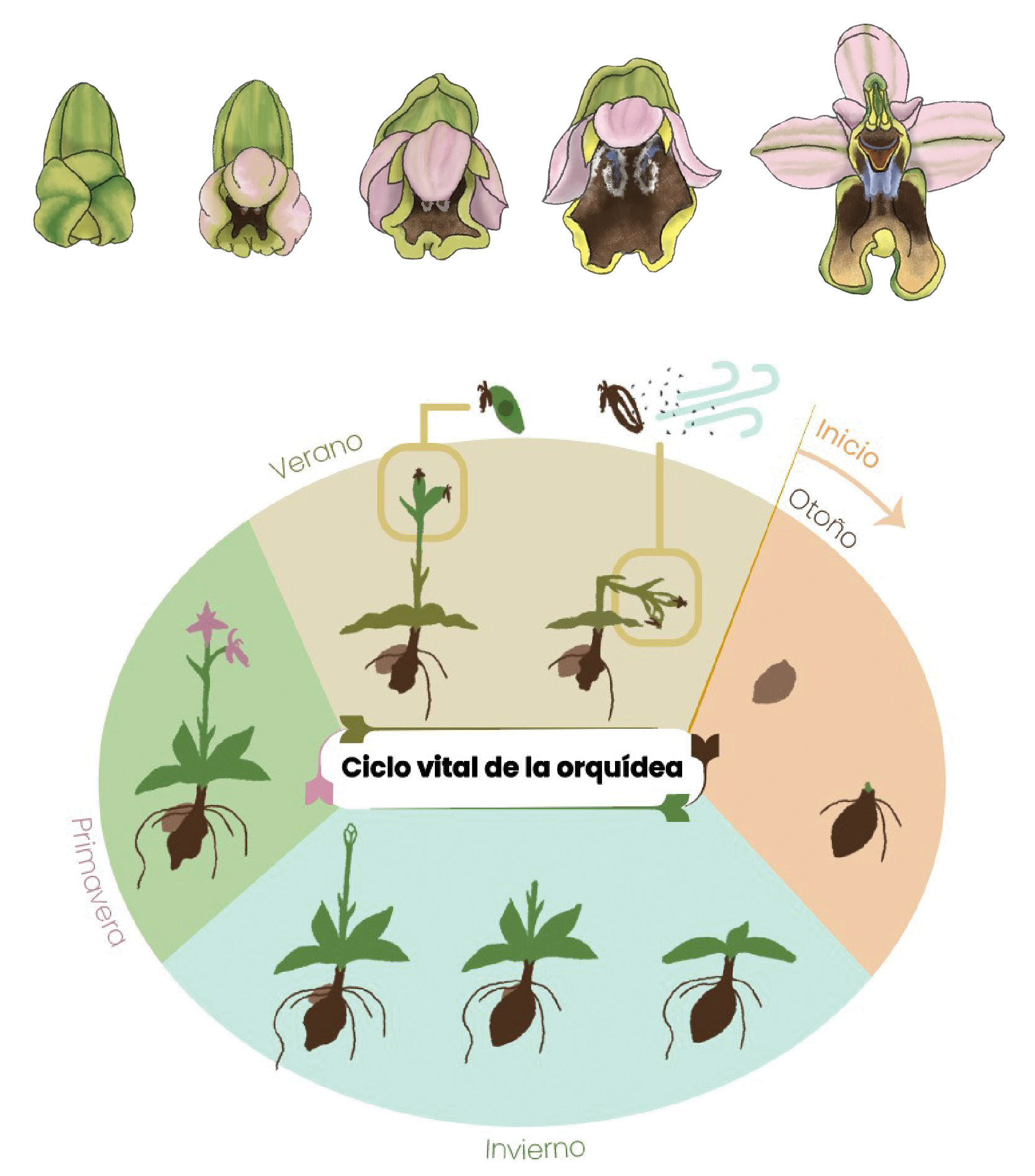 two infographic designs showcasing a row of 5 illustrations in detail on how a flower opens itself, and a bigger rounder graph that describes the whole orchid's life cycle through it's start in autumn until it's death in summer, going around on how the bulb grows bigger, the leafs open up, and how it spreads it's seeds