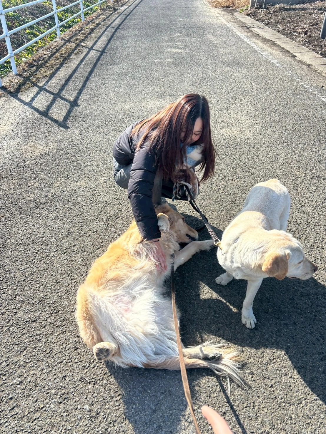 Fluv Pet Sitter - TOMOE