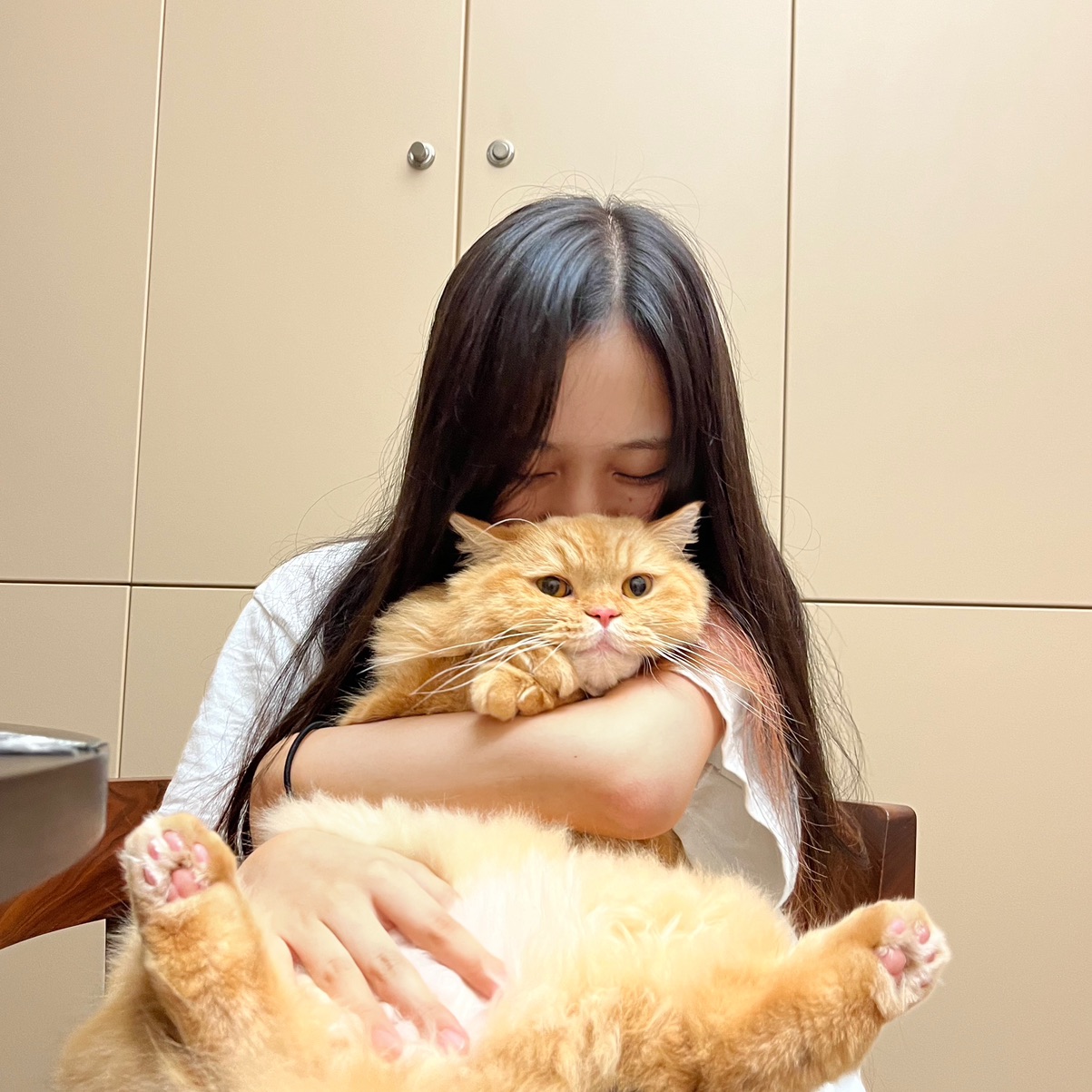Fluv Pet Sitter - TOMOE