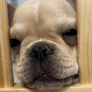 Fluv Pet Sitter - Yume