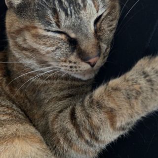 Fluv Pet Sitter - nanami
