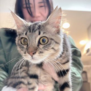 Fluv Pet Sitter - Miho