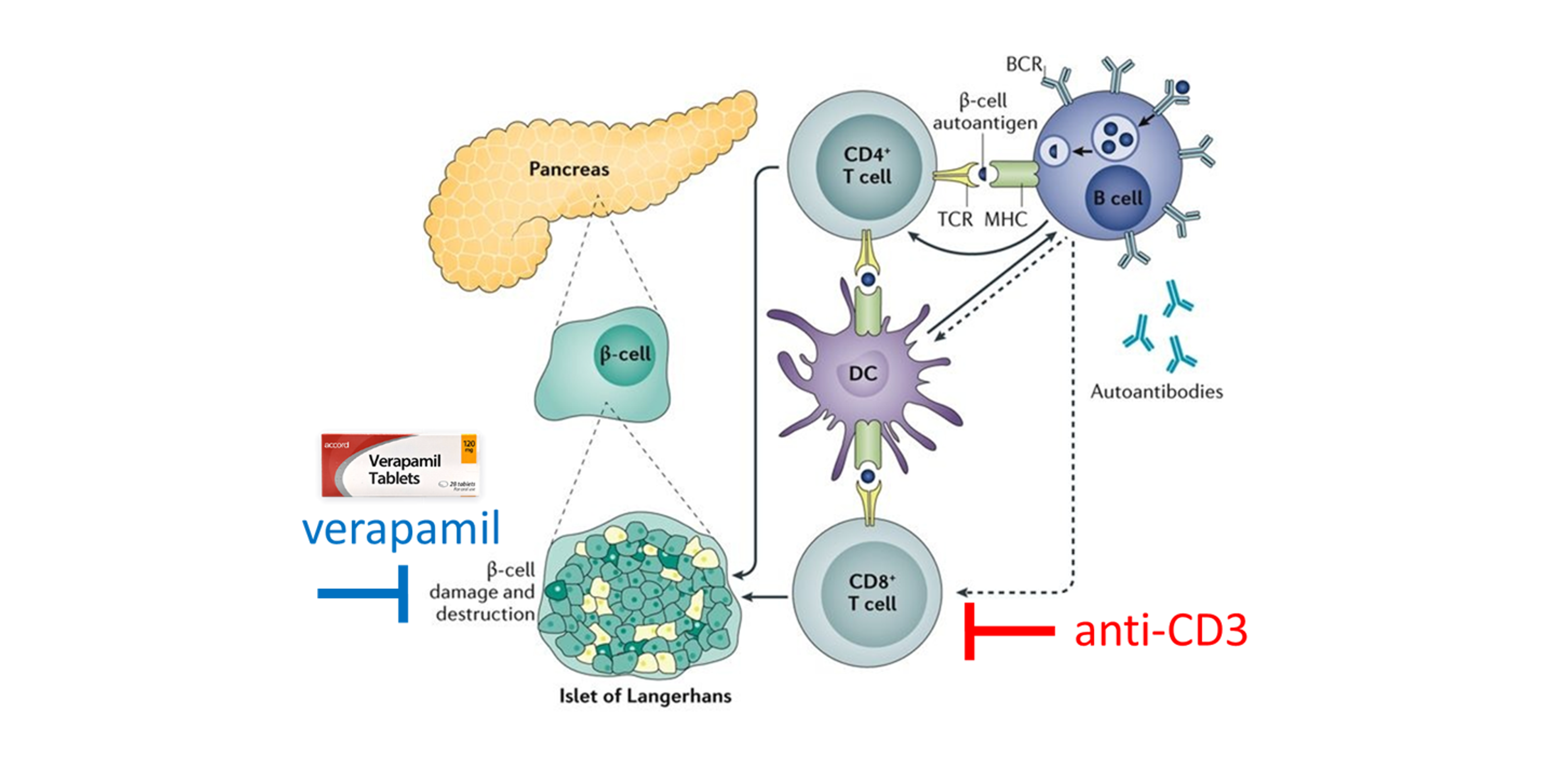 T cells