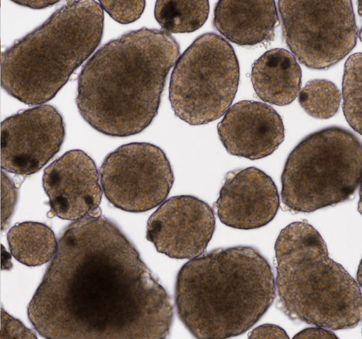 T cells