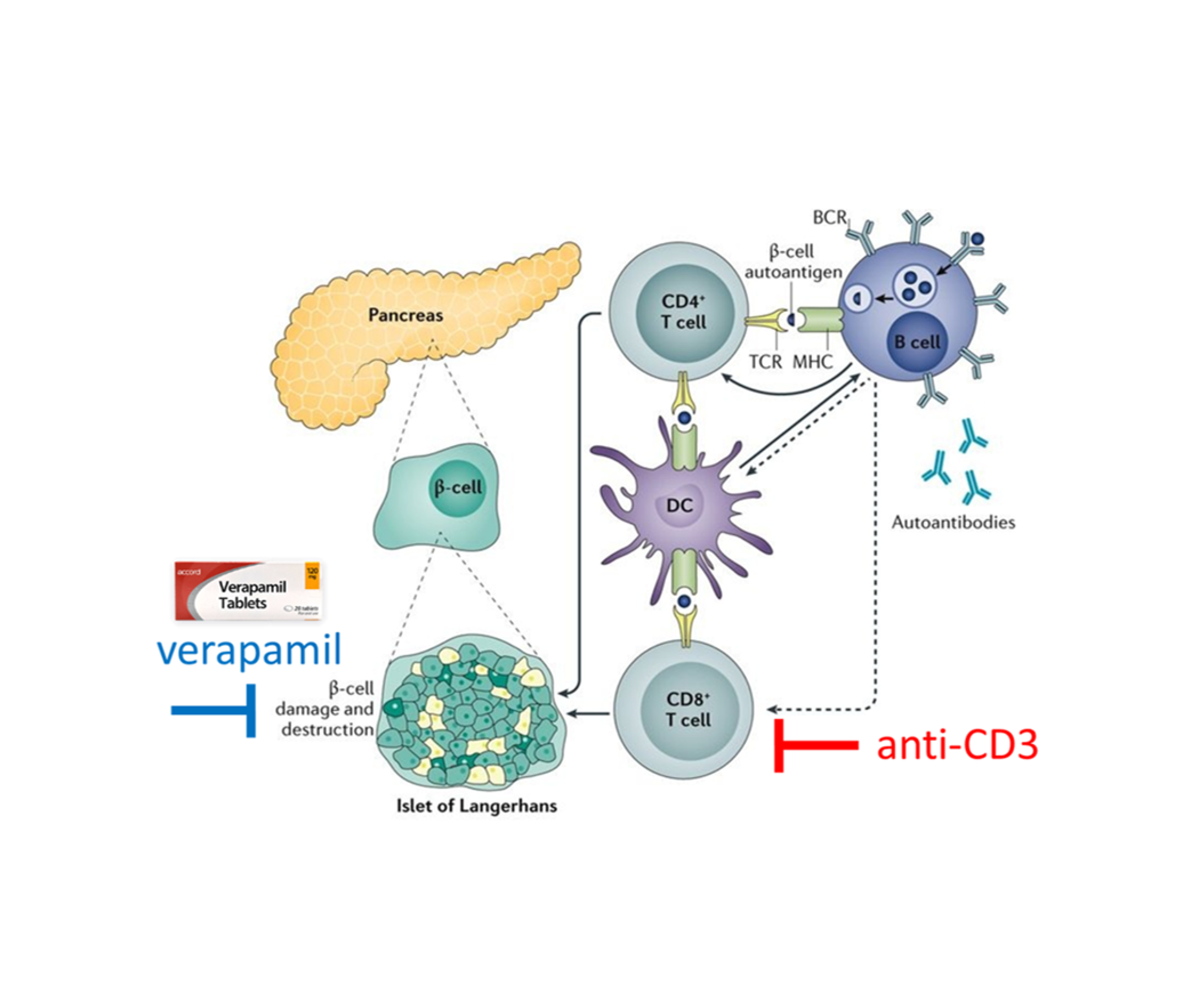 T cells