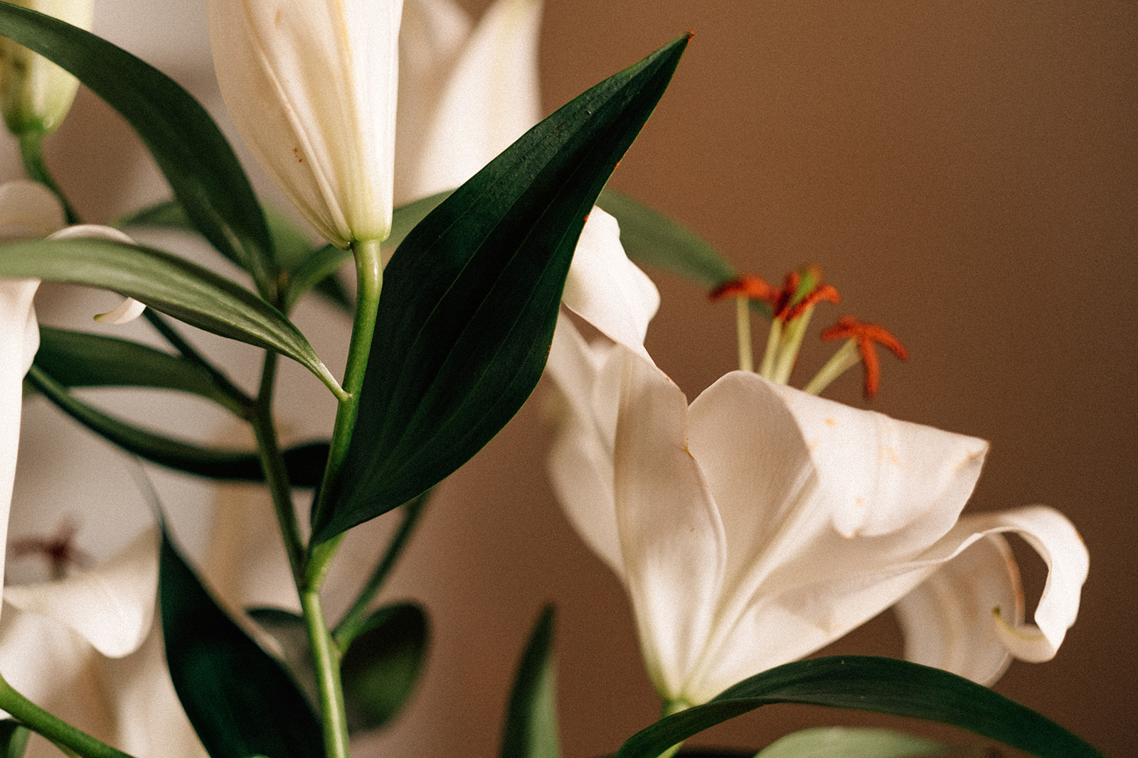Weisse Lilien.