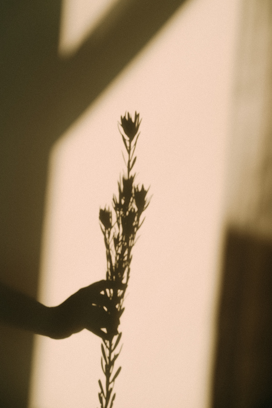Ein Schatten von einer Hand. Die Hand hält eine Blume.