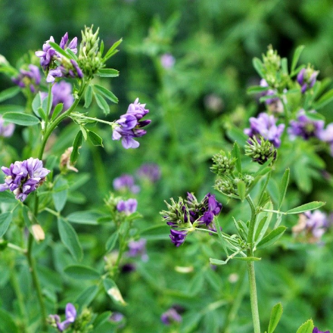 Vernal Alfalfa Seeds (Medicago sativa) – Vermont Wildflower Farm