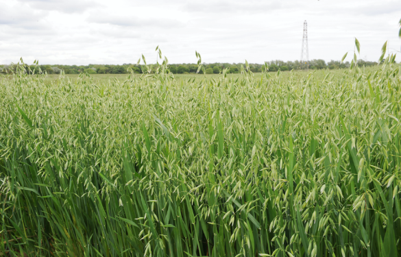 Oat Farming - Hamlyns Of Scotland