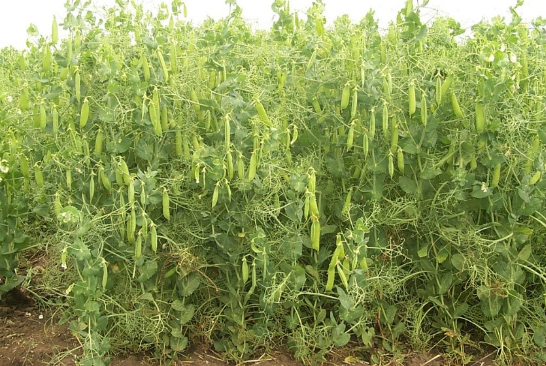 Field Pea | NDSU Agriculture