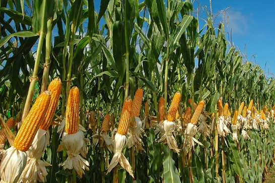 Corn Maturity and Drydown – The Andersons