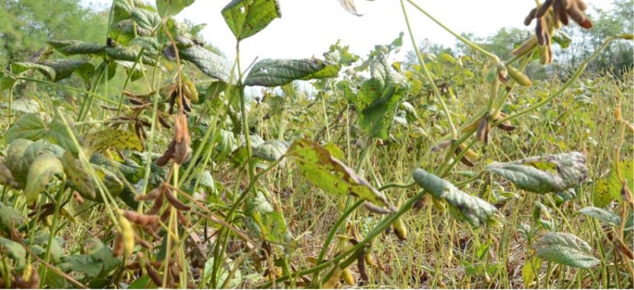 Stelo verde della soia: esenti i secondi raccolti - L'Informatore Agrario