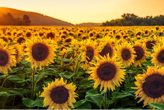 First sunflower marketing pool created in the UK - All About Feed