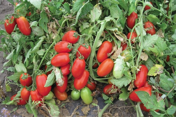 Pomodoro industria raggiunto accordo per 2024 Centro-Sud - Terra e Vita